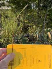 Schedonnardus paniculatus