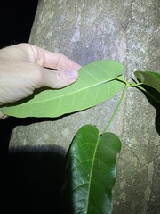 Parsonsia brisbanensis