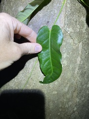Parsonsia brisbanensis