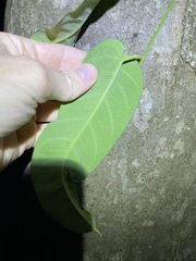 Parsonsia brisbanensis