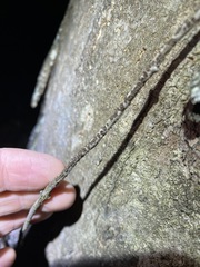 Parsonsia brisbanensis