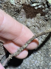 Parsonsia brisbanensis