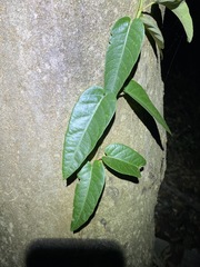 Parsonsia brisbanensis