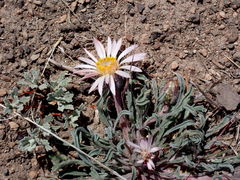 Townsendia florifera