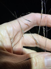 Capillipedium parviflorum