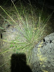 Capillipedium parviflorum