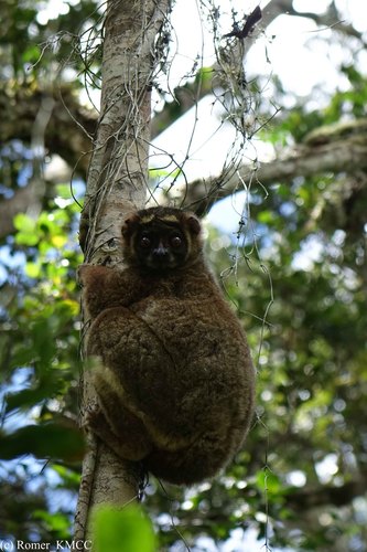 Eastern Woolly Lemur