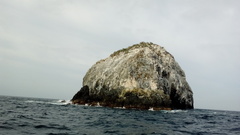Stenocereus standleyi