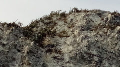 Stenocereus standleyi