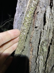 Parsonsia brisbanensis