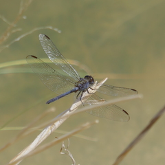 Dythemis nigrescens