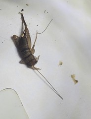 Gryllodes sigillatus