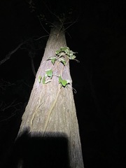 Parsonsia brisbanensis