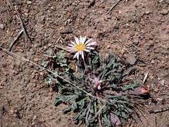 Townsendia florifera