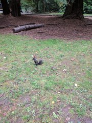 Sciurus carolinensis