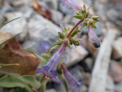 Penstemon decurvus