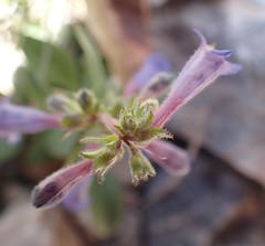 Penstemon decurvus