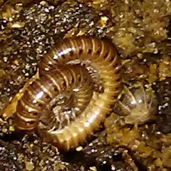 Parajulidae