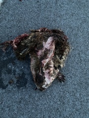 Ondatra zibethicus zibethicus