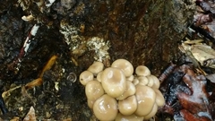 Parajulidae