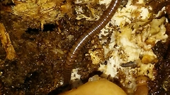 Parajulidae