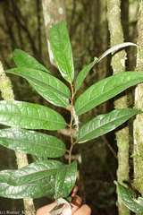 Cryptocarya