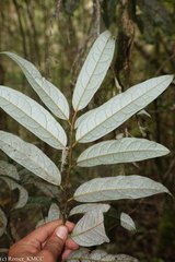 Cryptocarya