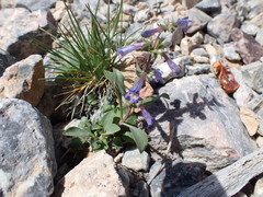 Penstemon decurvus