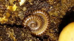 Parajulidae