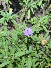 Centratherum riparium