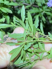 Centratherum riparium