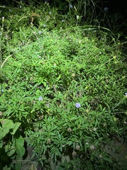 Centratherum riparium