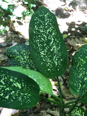 Dieffenbachia seguine