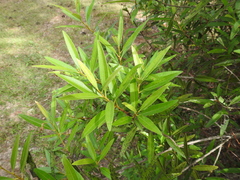 Samadera bidwillii