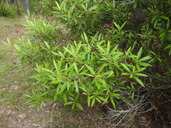 Samadera bidwillii