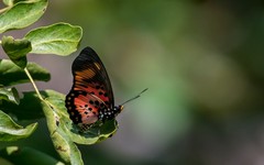 Pseudacraea boisduvalii