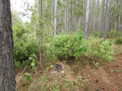 Samadera bidwillii