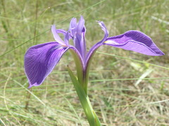 Iris tridentata