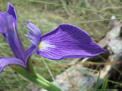 Iris tridentata