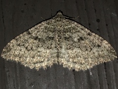 Triphosa californiata