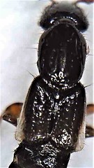 Phacophallus parumpunctatus