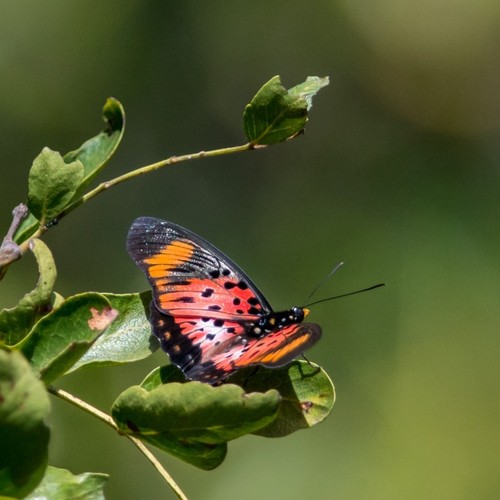Boisduval’s False Acraea