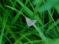 Macrochilo absorptalis