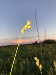 Carex bicknellii