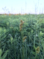 Carex bicknellii
