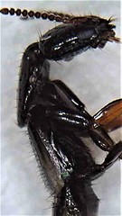 Phacophallus parumpunctatus