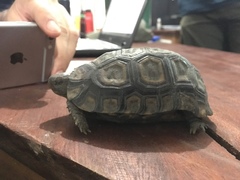 Kinixys belliana