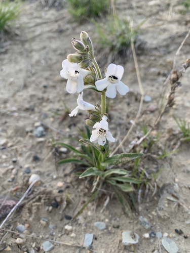 White-flower Beardtongue