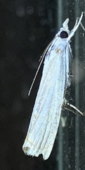 Parapediasia decorellus image