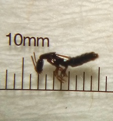 Phacophallus parumpunctatus